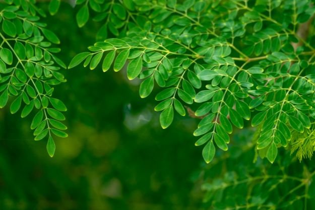 Moringa Oleifera magic moringa